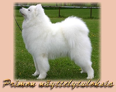 Primon n�yttelytuloksia